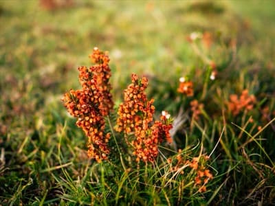 Flora de Ortegal